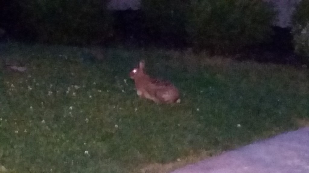 A bunny near our home.