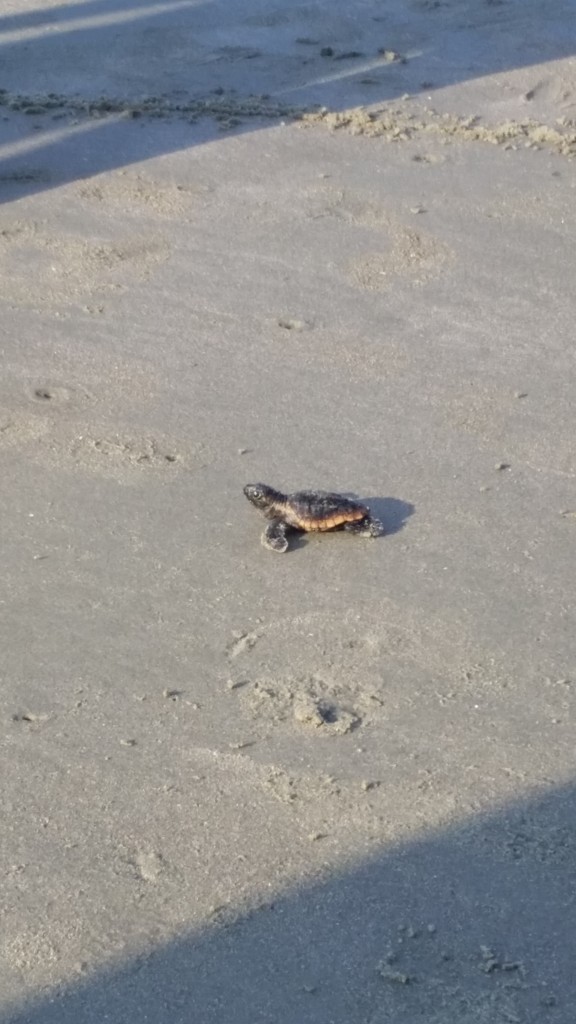 Baby Loggerhead Turtle heading to sea.